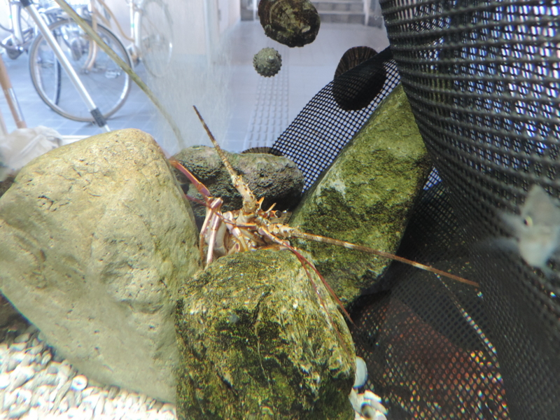 f:id:minato920:20170225062421j:plain