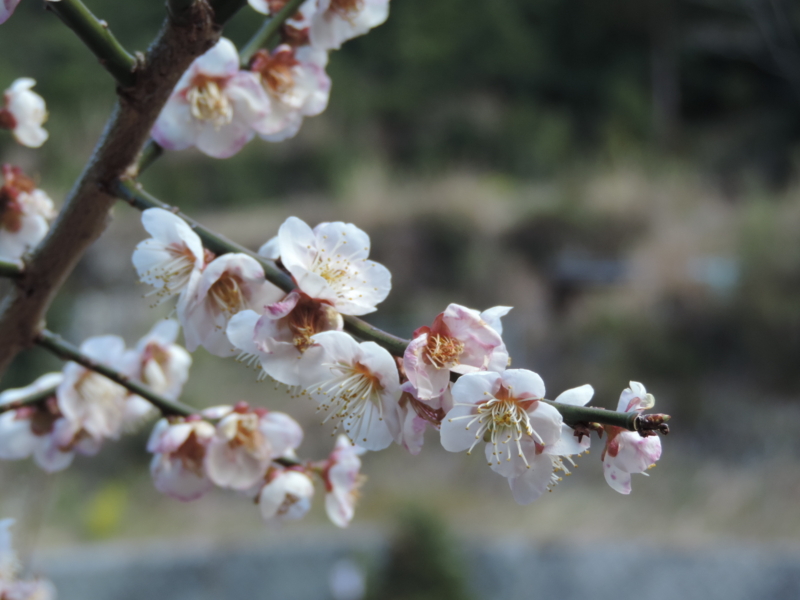 f:id:minato920:20170304143313j:plain