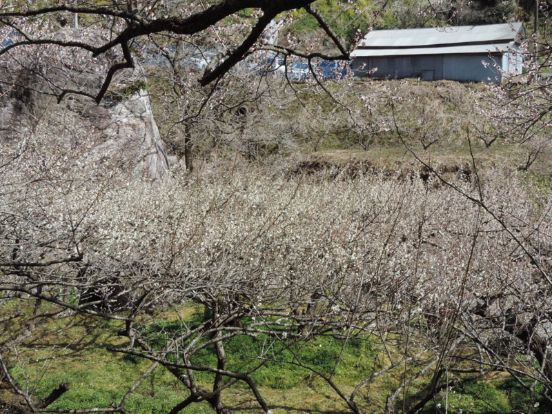 f:id:minato920:20170304143314j:plain