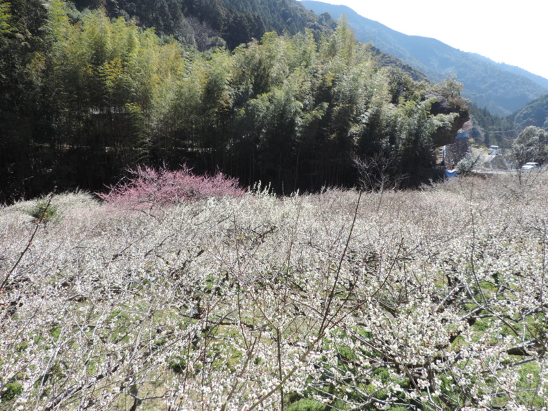 f:id:minato920:20170304143318j:plain