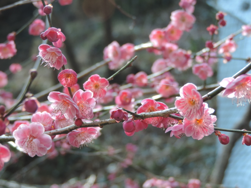 f:id:minato920:20170304143337j:plain