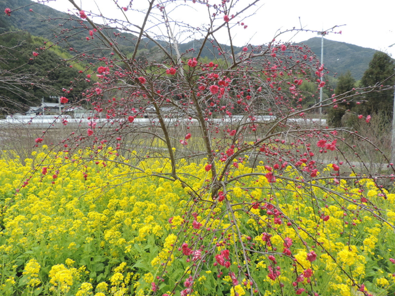 f:id:minato920:20170327085929j:plain