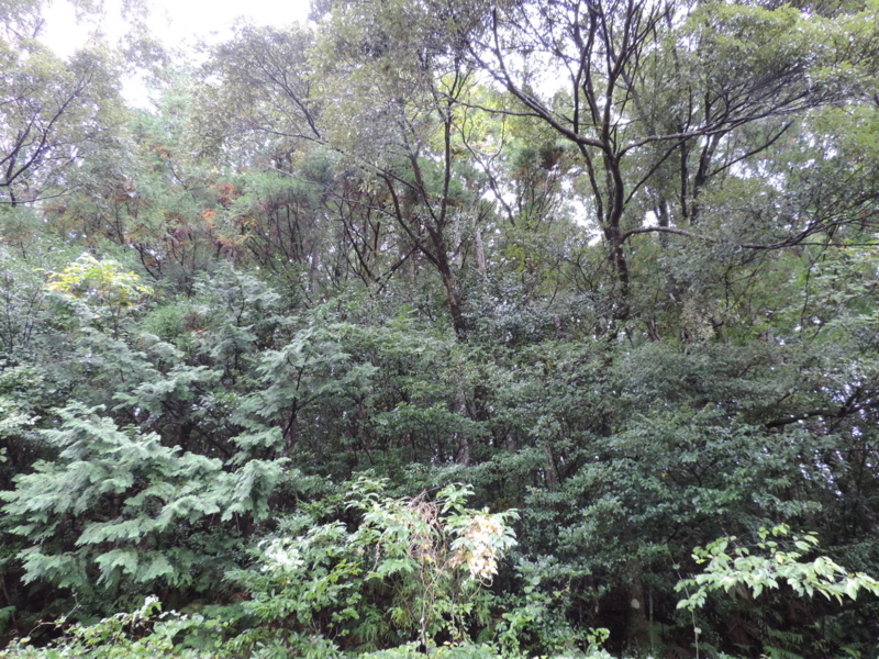 f:id:minato920:20171019063853j:plain f:id:minato920:20171019063853j:plain