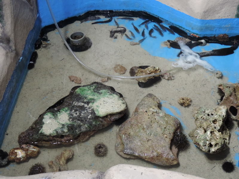 f:id:minato920:20180516223845j:plain