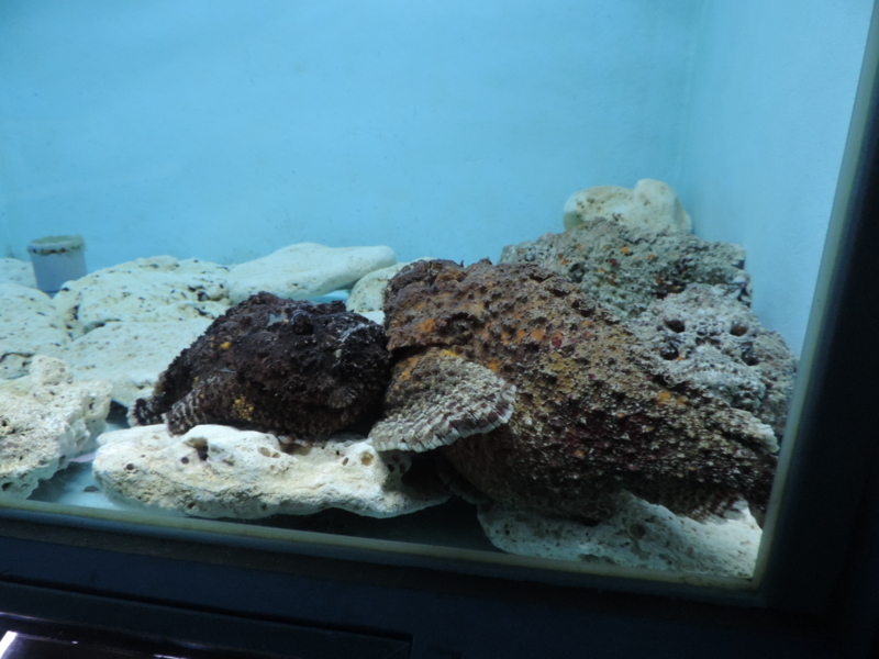 f:id:minato920:20180516223847j:plain