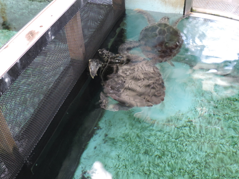 f:id:minato920:20180516223848j:plain