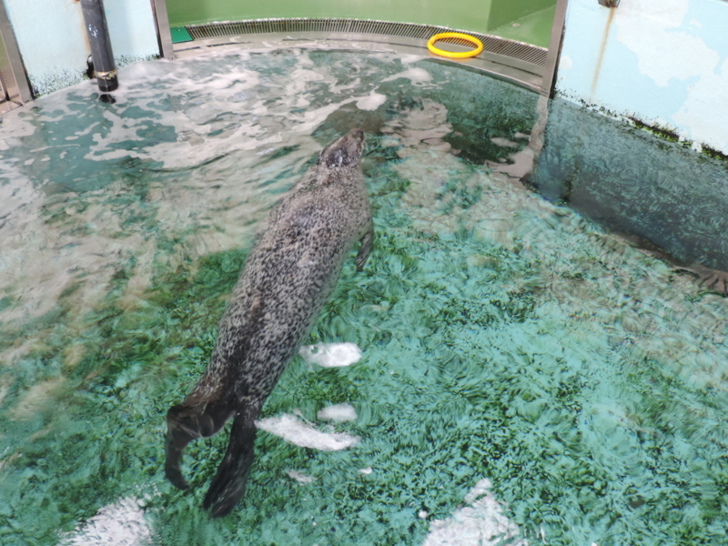 f:id:minato920:20180516223849j:plain