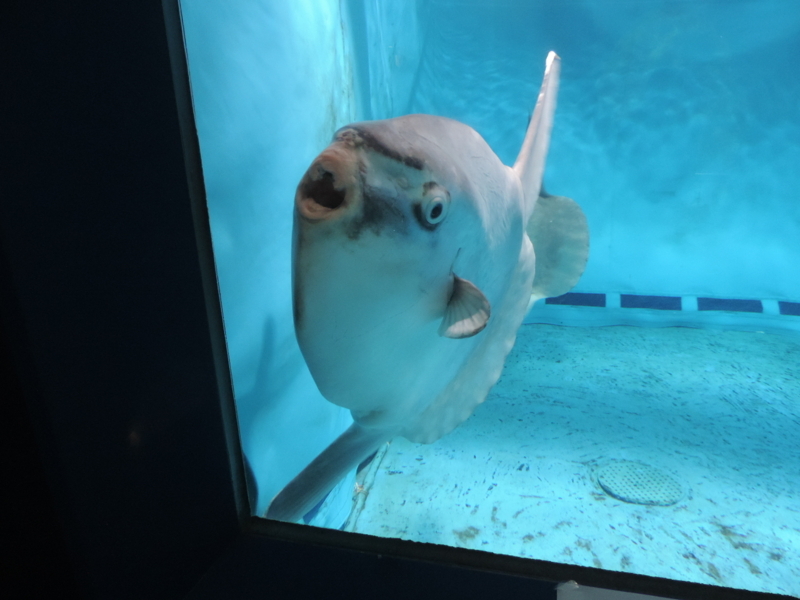 f:id:minato920:20180516223928j:plain