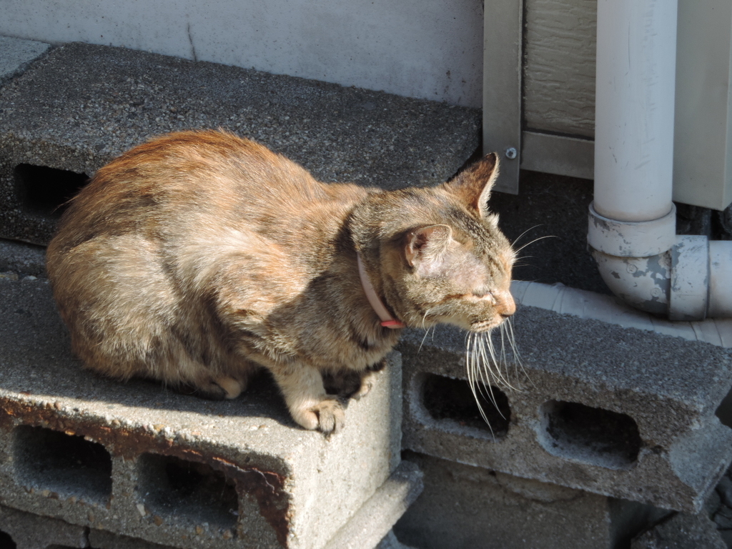 f:id:minato920:20181113071042j:plain