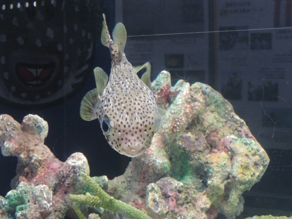 f:id:minato920:20190509070417j:plain