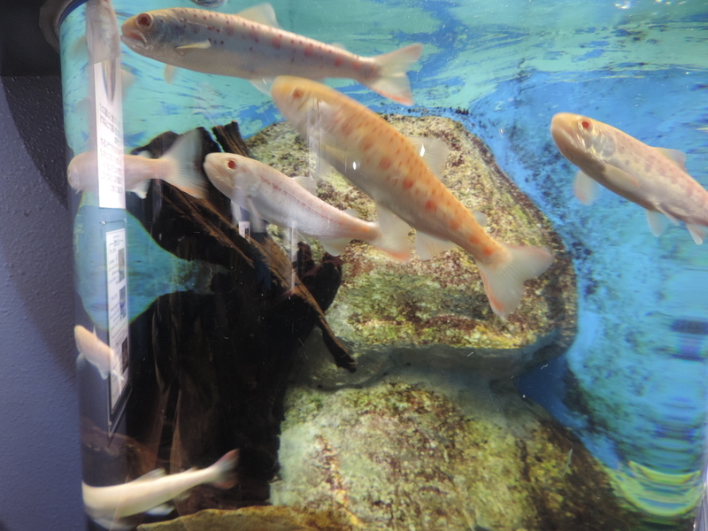 f:id:minato920:20190626073518j:plain