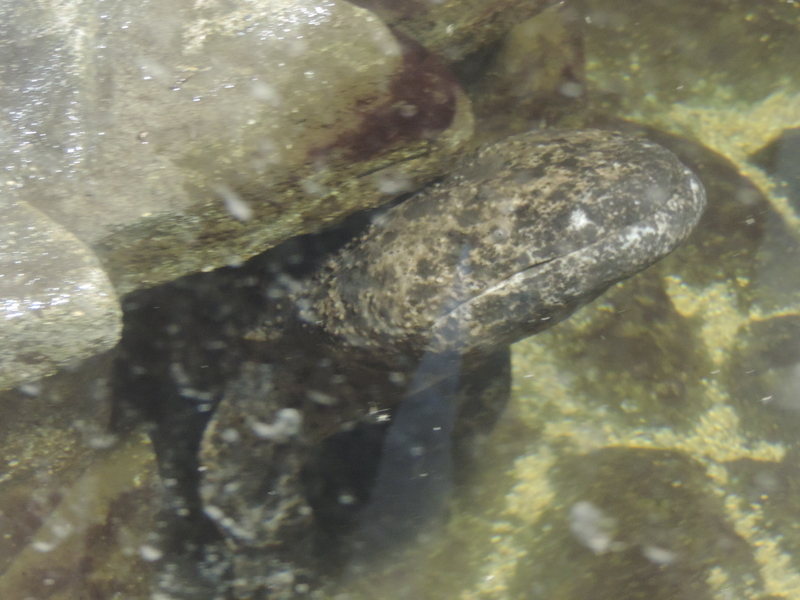 f:id:minato920:20190626073524j:plain