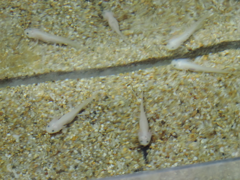 f:id:minato920:20190626073659j:plain