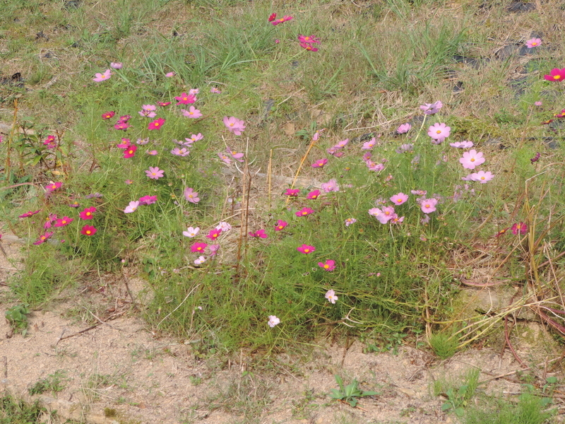 f:id:minato920:20191016082205j:plain f:id:minato920:20191016082205j:plain