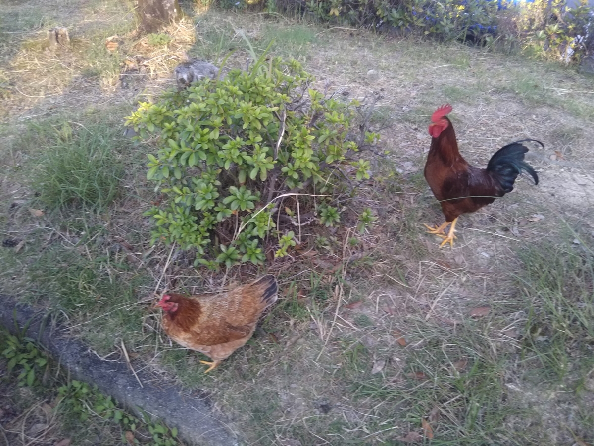 f:id:minato920:20191201051355j:plain