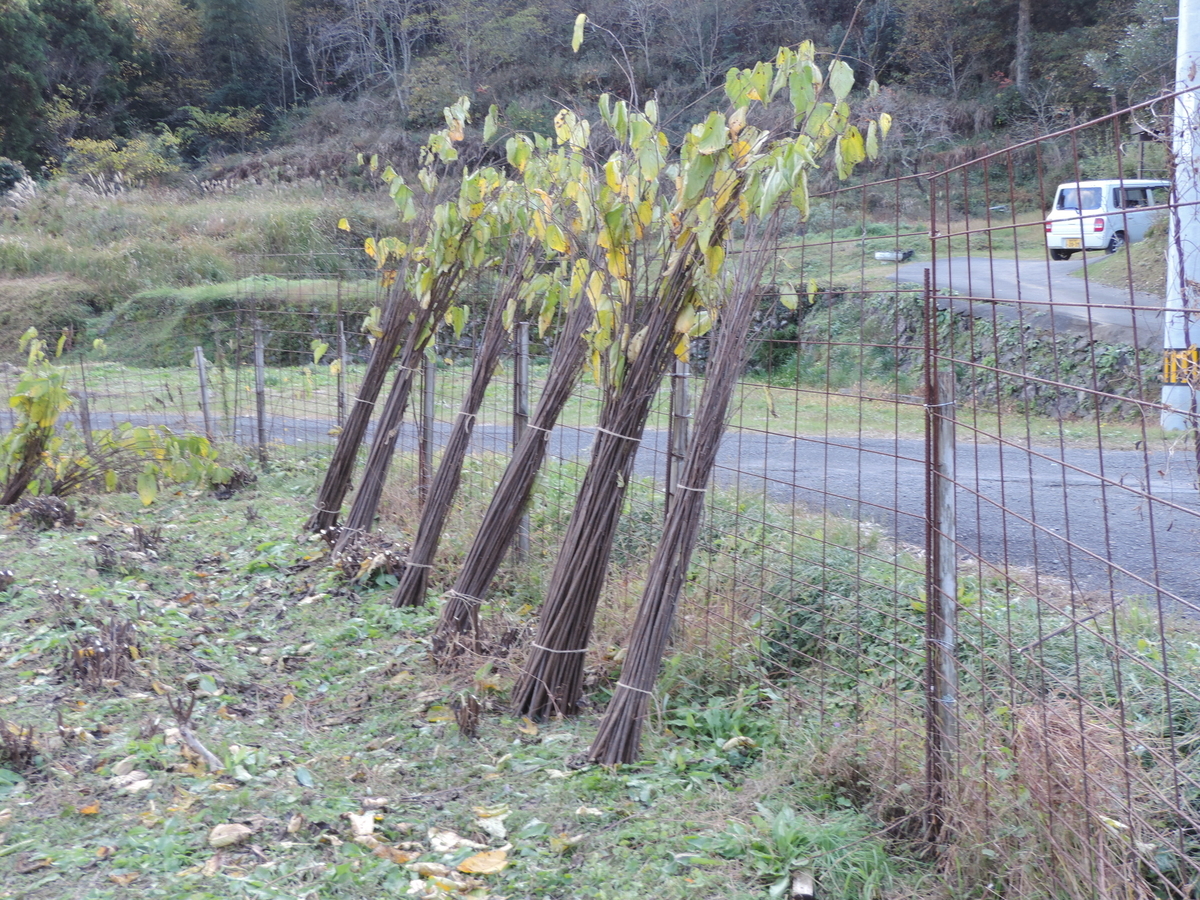 f:id:minato920:20191201052054j:plain