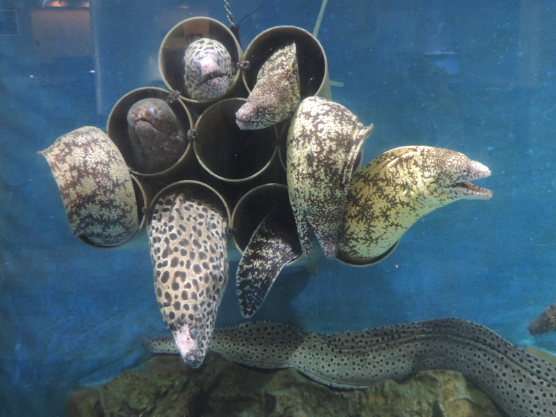 f:id:minato920:20200204192203j:plain