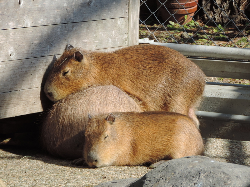 f:id:minato920:20200204192232j:plain