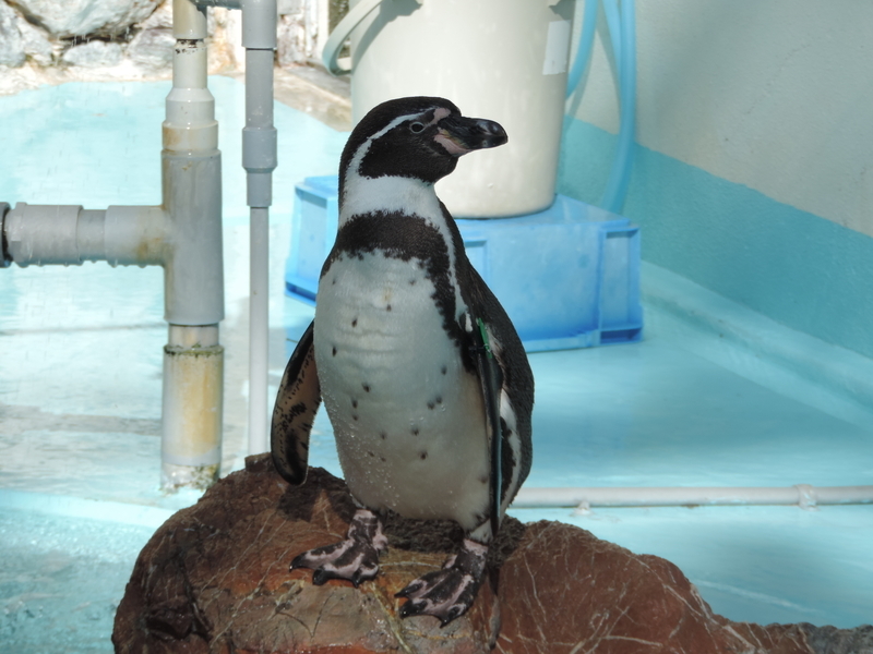 f:id:minato920:20200205071125j:plain