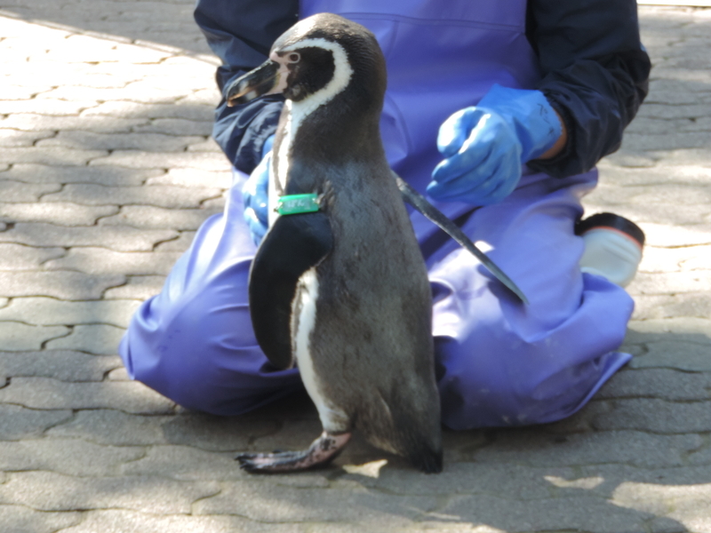 f:id:minato920:20200205071154j:plain