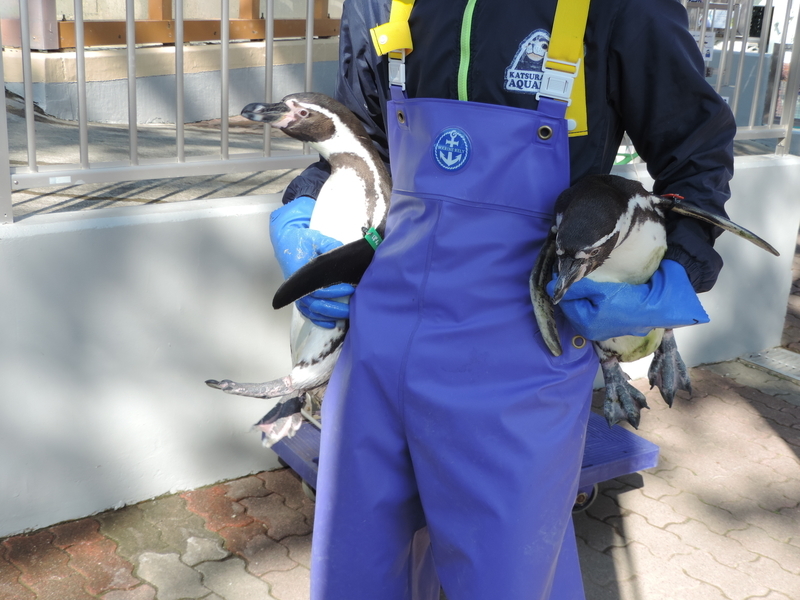 f:id:minato920:20200205071231j:plain