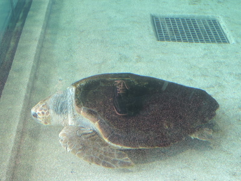 f:id:minato920:20200928070606j:plain