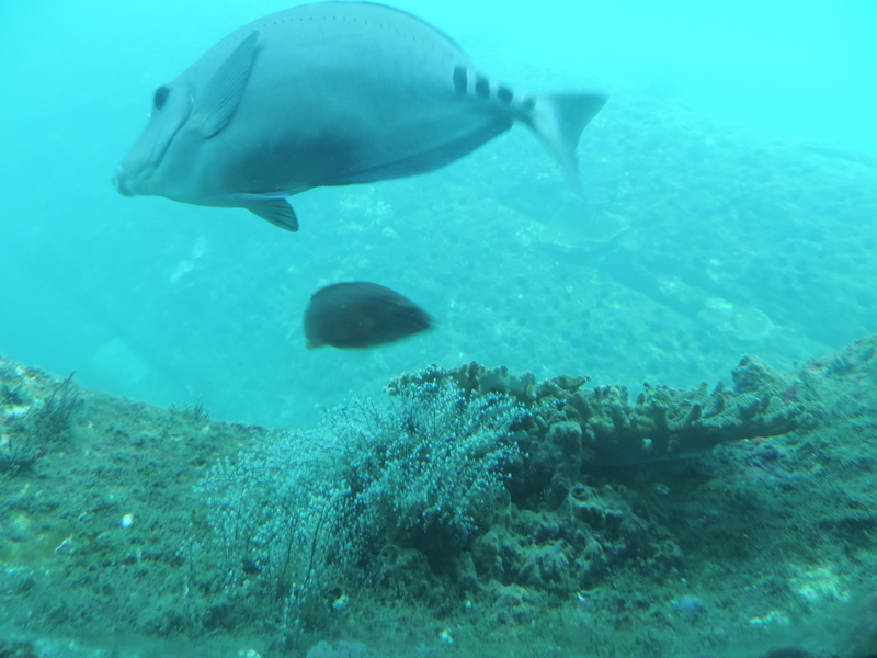 f:id:minato920:20200928071051j:plain f:id:minato920:20200928071051j:plain