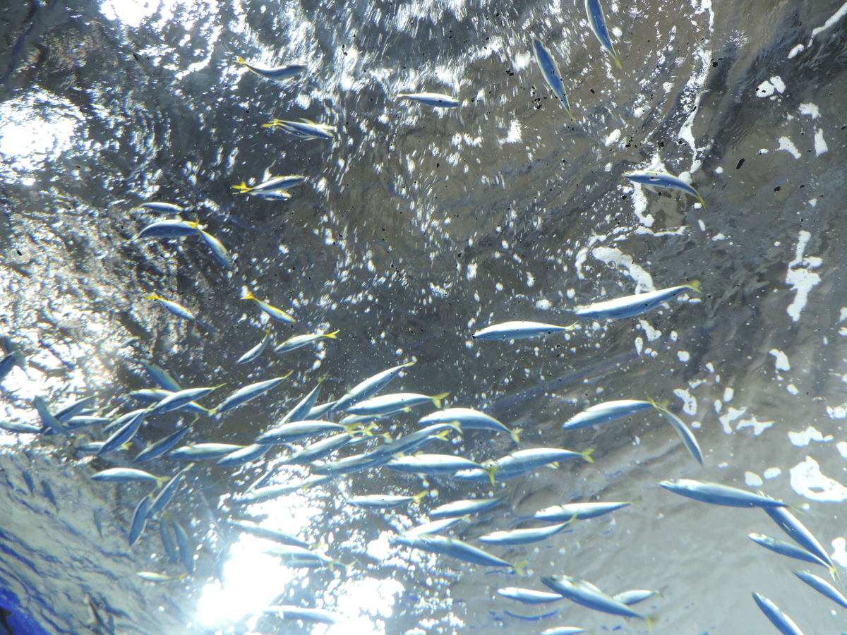 f:id:minato920:20200930082355j:plain