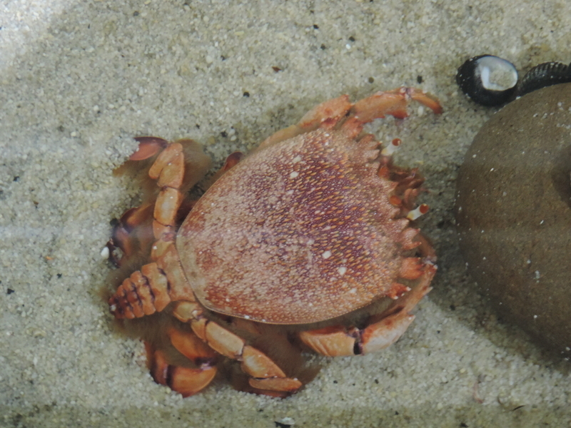 f:id:minato920:20201019064211j:plain f:id:minato920:20201019064211j:plain