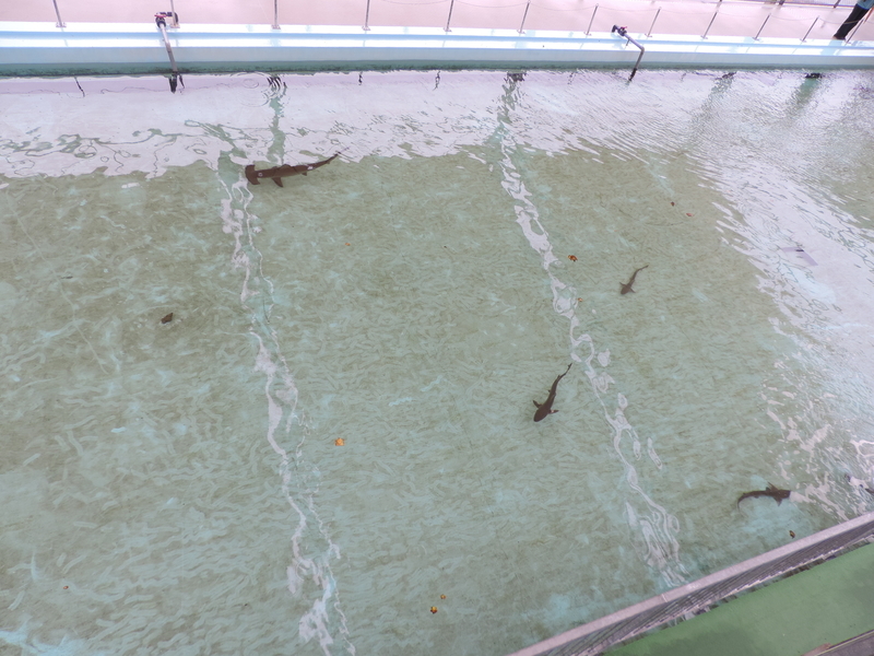 f:id:minato920:20201019064428j:plain f:id:minato920:20201019064428j:plain