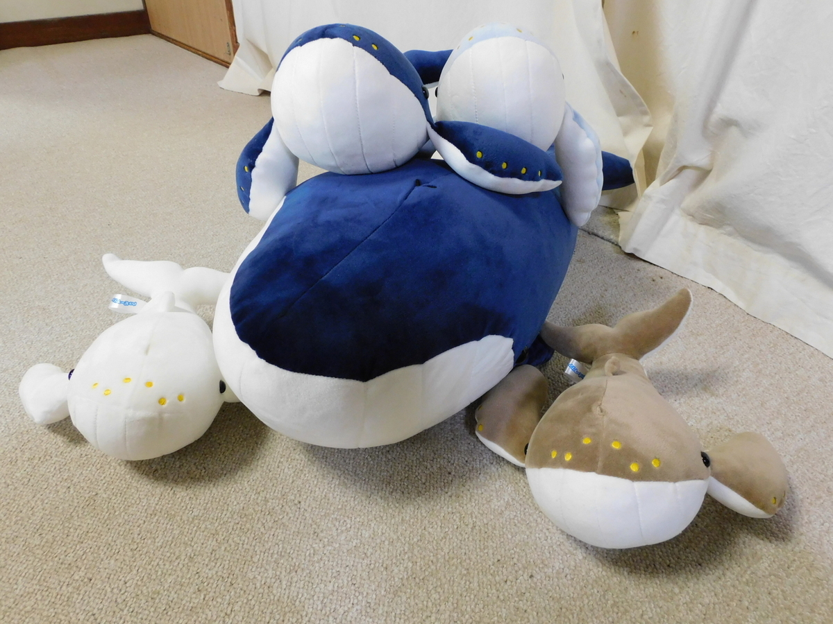 ととさん専用 くじらのぬいぐるみ ととさん専用 くじらのぬいぐるみ Amazon.co.jp: MUPI 潮吹き
