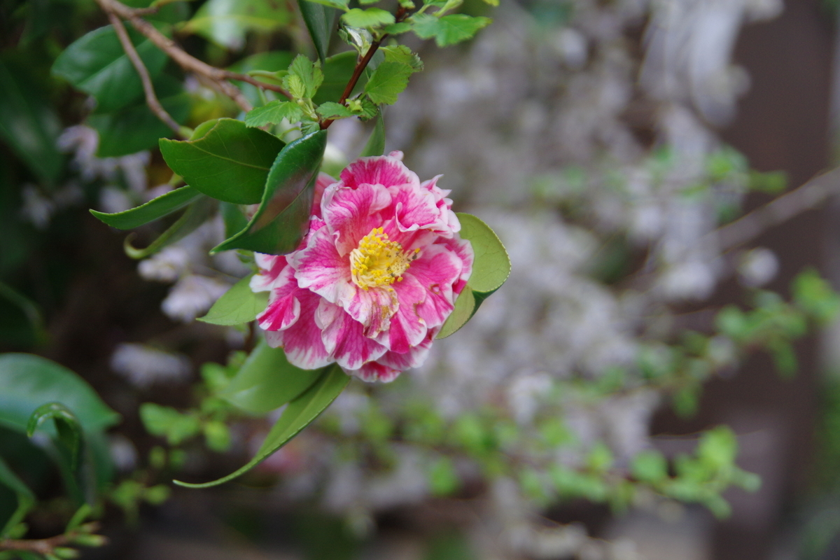 f:id:minato_serenade:20210324184116j:plain