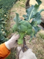 20120226084619