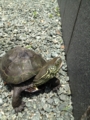 20120603113534
