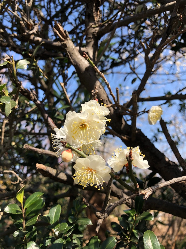 f:id:mind1979:20190216205224j:image