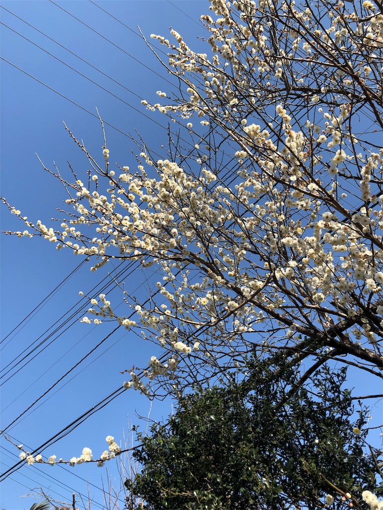 f:id:mind1979:20190216205246j:image