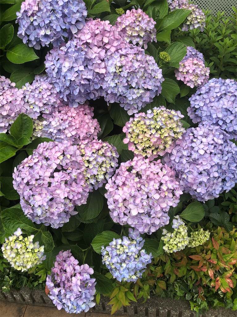 f:id:mind1979:20200606185334j:image