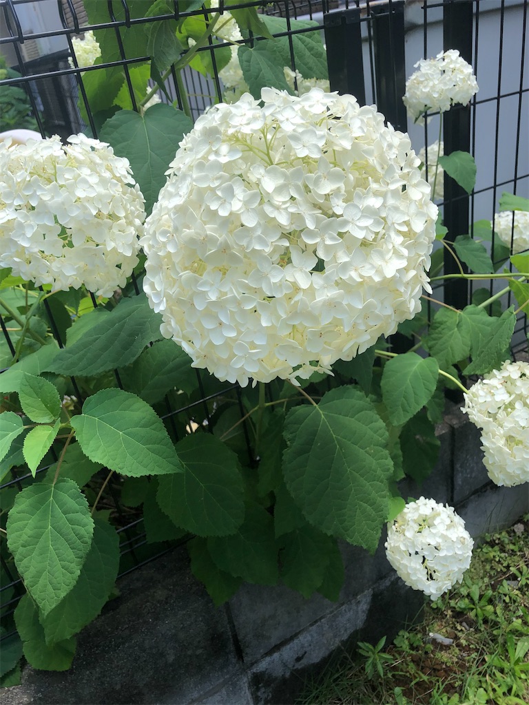 f:id:mind1979:20200620163026j:image