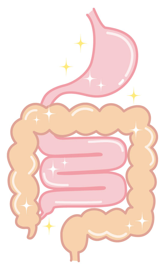 健康な胃腸