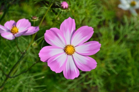 f:id:mindcat:20111008125038j:image:w360:left