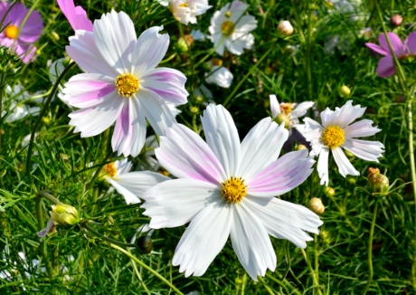f:id:mindcat:20111008130443j:image:w360:left