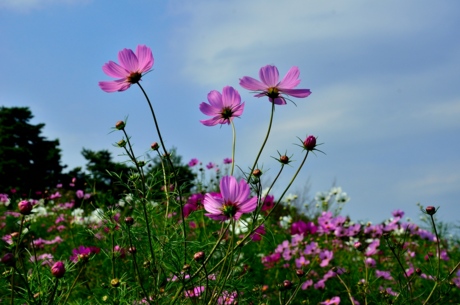 f:id:mindcat:20111008133800j:image:w360:left