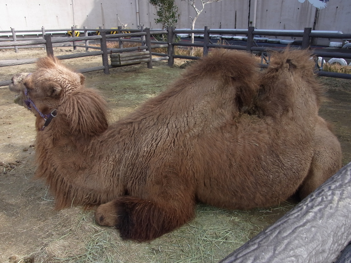 f:id:minefoolman:20220125223627j:plain