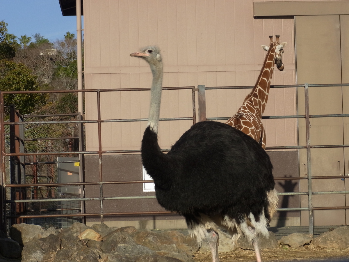 f:id:minefoolman:20220125224620j:plain