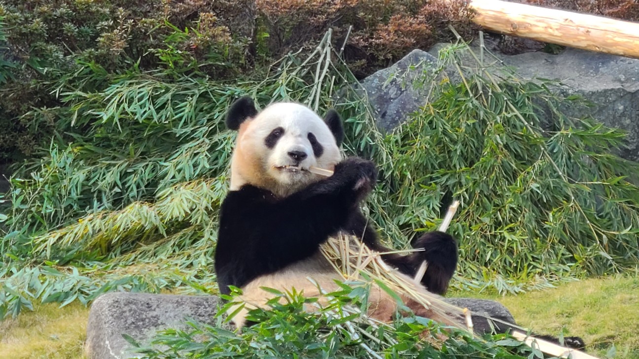 f:id:minefoolman:20260310222337j:image f:id:minefoolman:20260310222337j:image