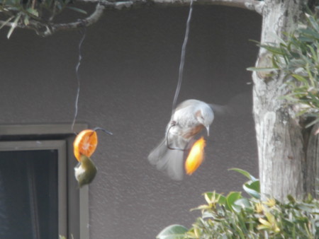 f:id:minehatakouki:20150217113352j:image