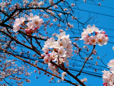f:id:minehatakouki:20150330090300j:image