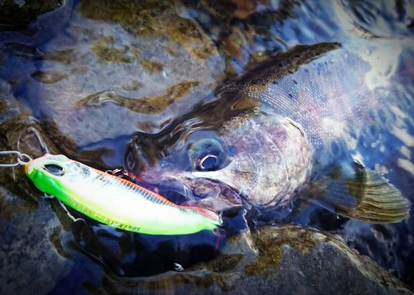 f:id:minekofujiko:20200622053738j:plain f:id:minekofujiko:20200622053738j:plain