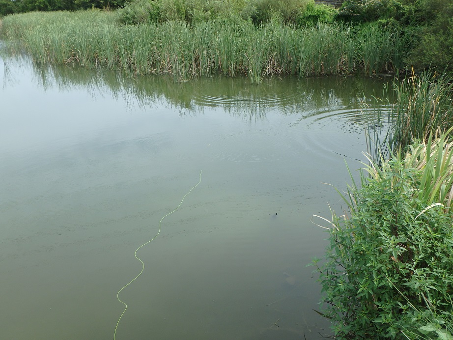 f:id:minekofujiko:20210824145304j:plain