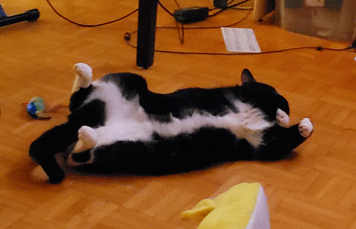 f:id:minekoquebec:20220219042514j:plain